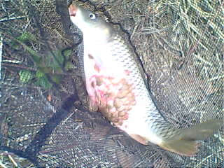 IMG0182A.jpg