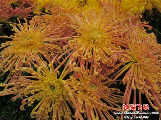 菊花