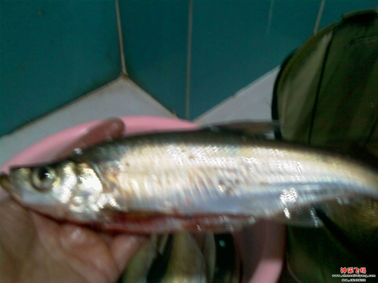 IMAG0281.jpg