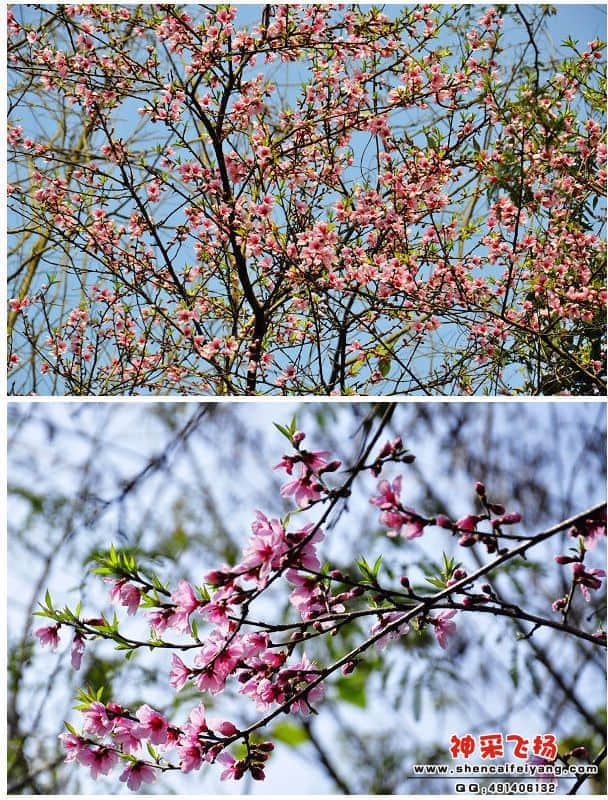 桃花.jpg