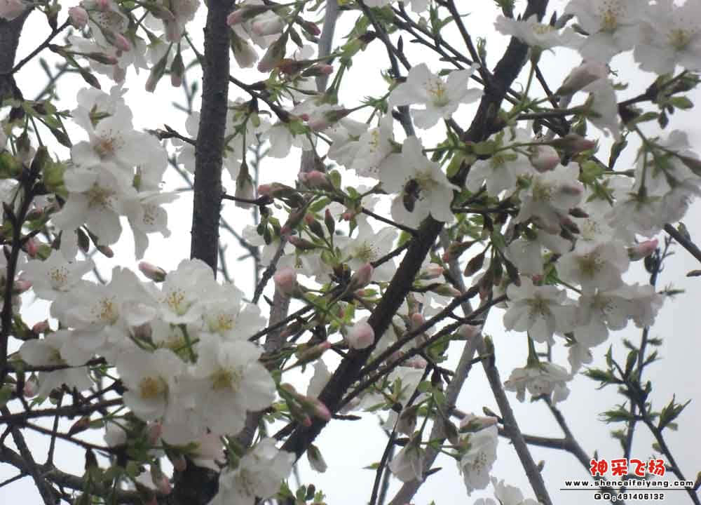 蜜蜂