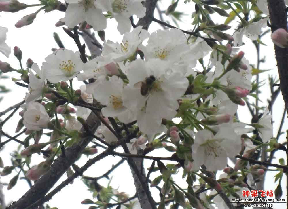 蜜蜂2