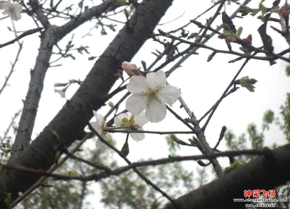 樱花2.jpg