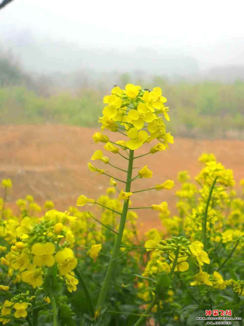 油菜花2.jpg