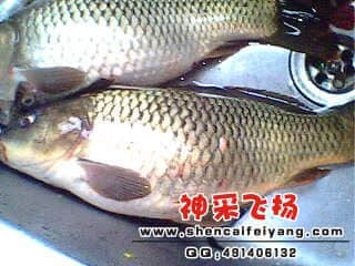 IMG0202A.jpg