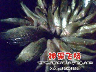 IMG0227A.jpg