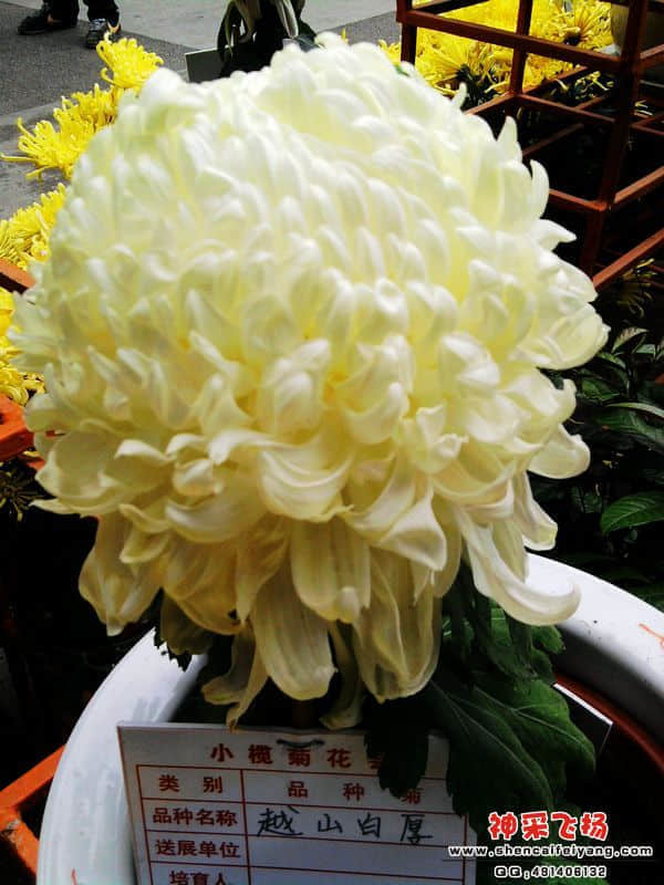 照片071.jpg