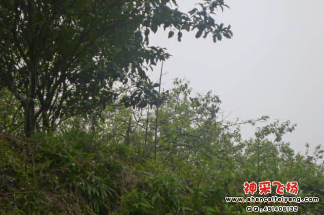 山上到处都有