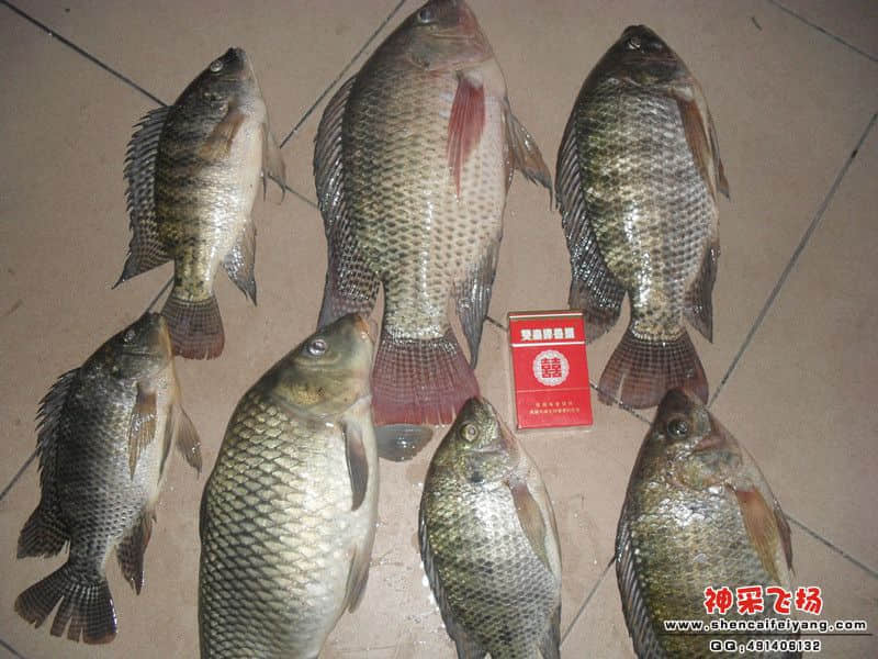 SAM_1263_副本2.jpg