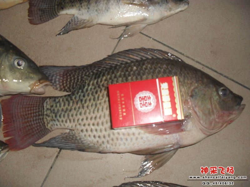SAM_1264_副本3.jpg