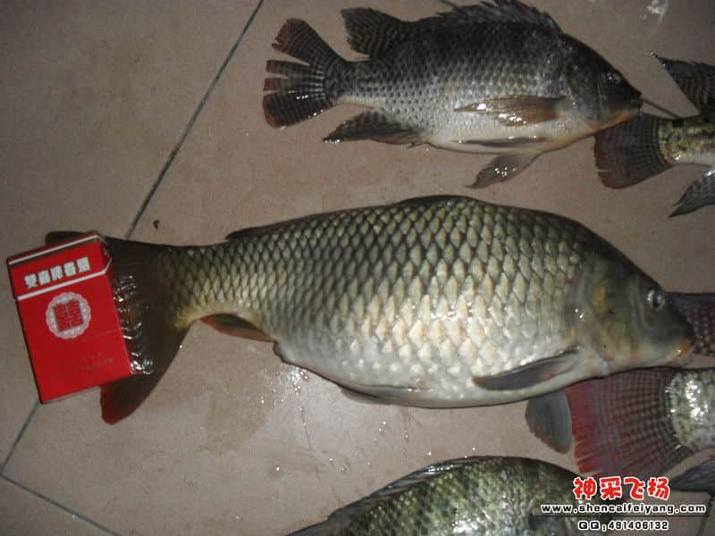 SAM_1265_副本.jpg
