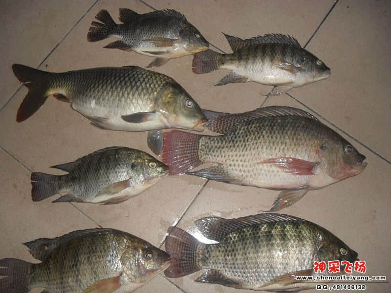 SAM_1266_副本.jpg