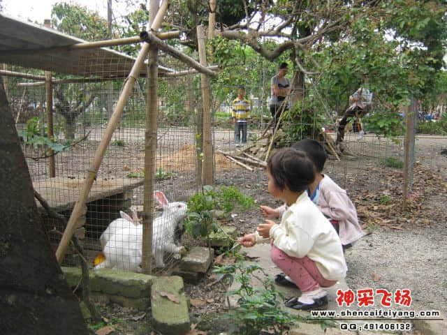 小朋友们喂小兔子