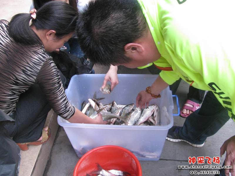 分鱼