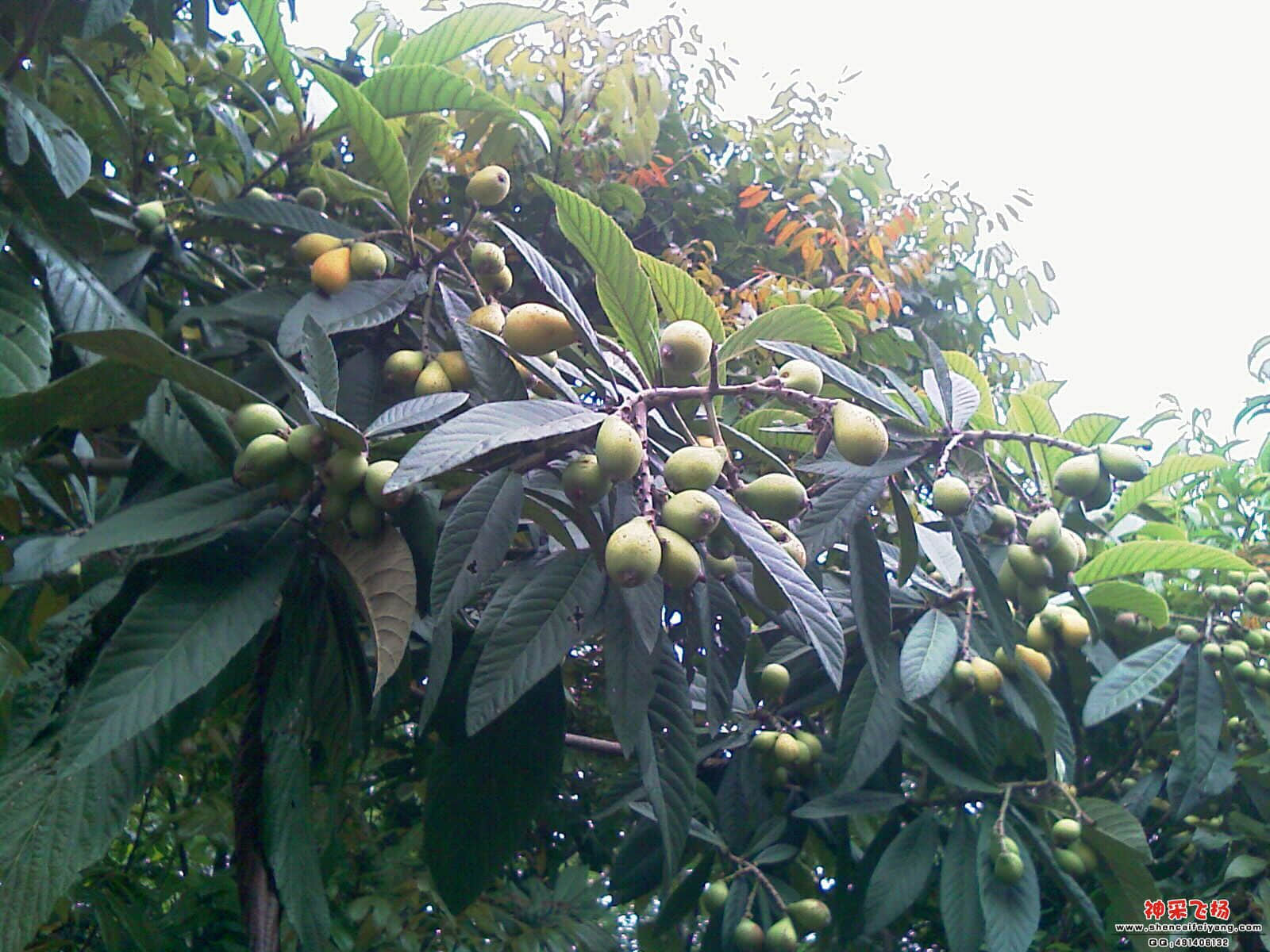 IMAG0306.jpg