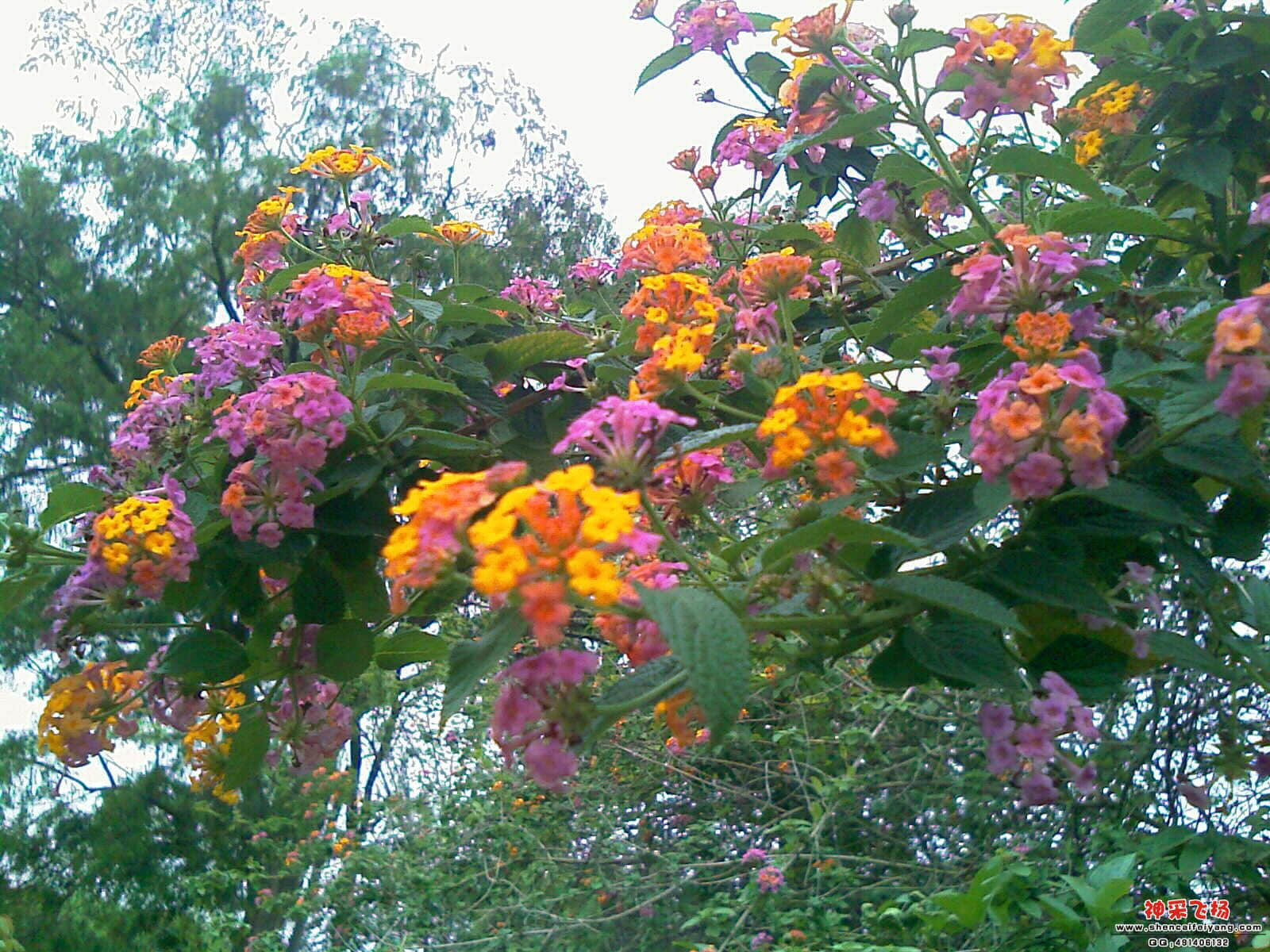 路边的野花