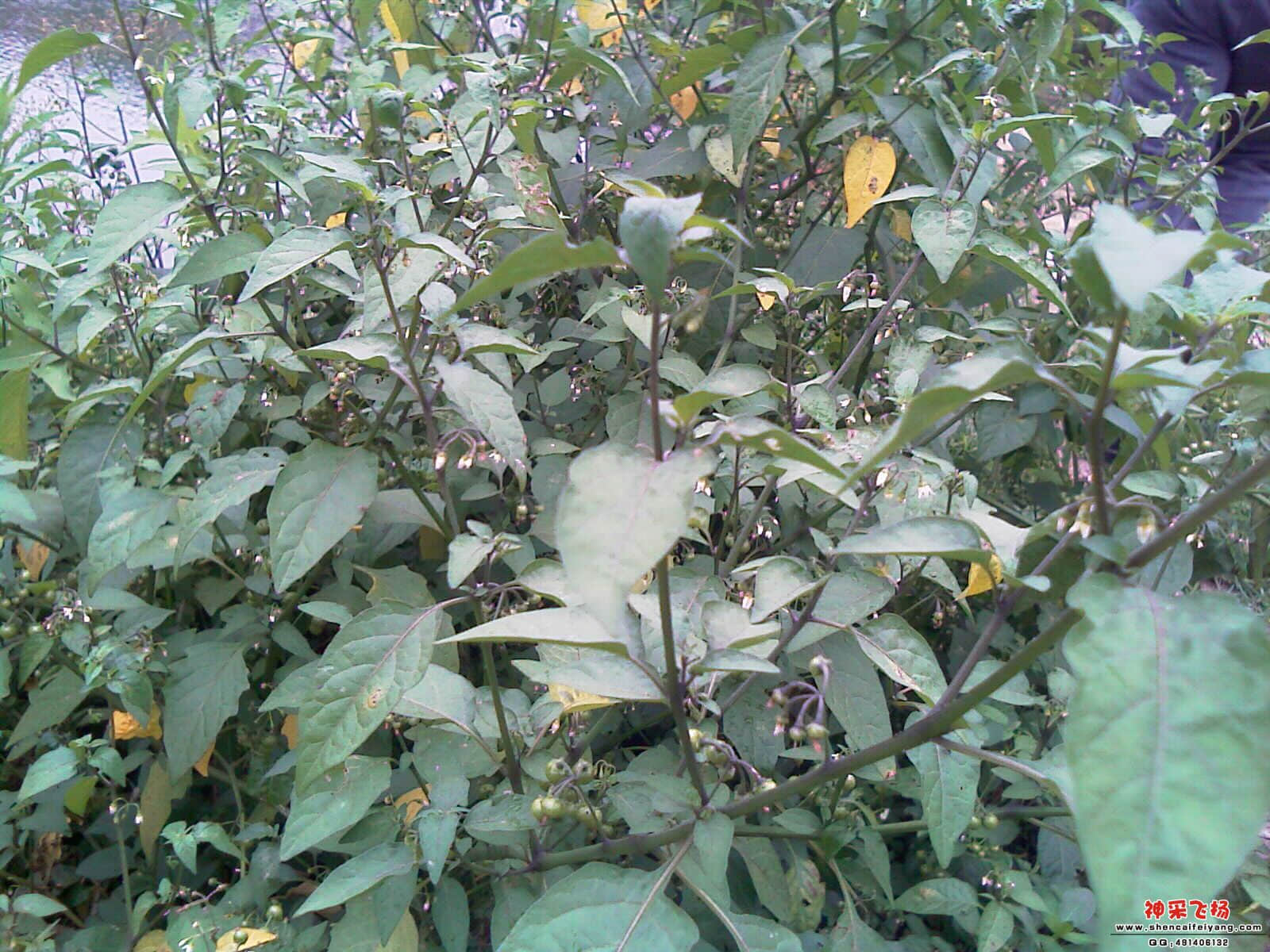 传说中百花菜，味道有点象辣椒叶