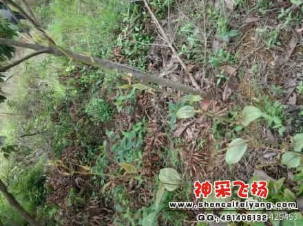 突破草丛的两个“钢勒头”