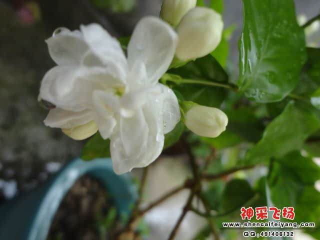DSC00611.JPG