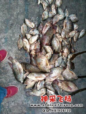 渴死的鱼...