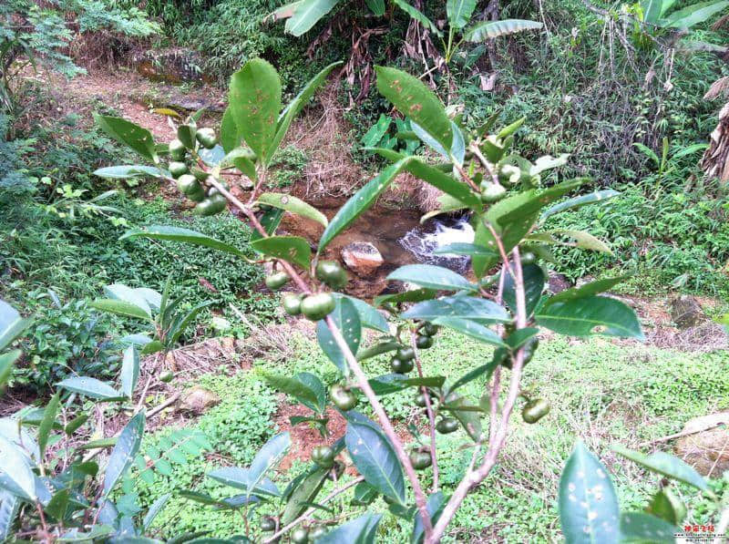 茶果