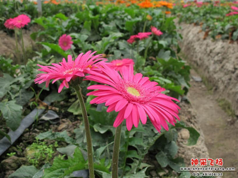 IMG_0633_副本.jpg