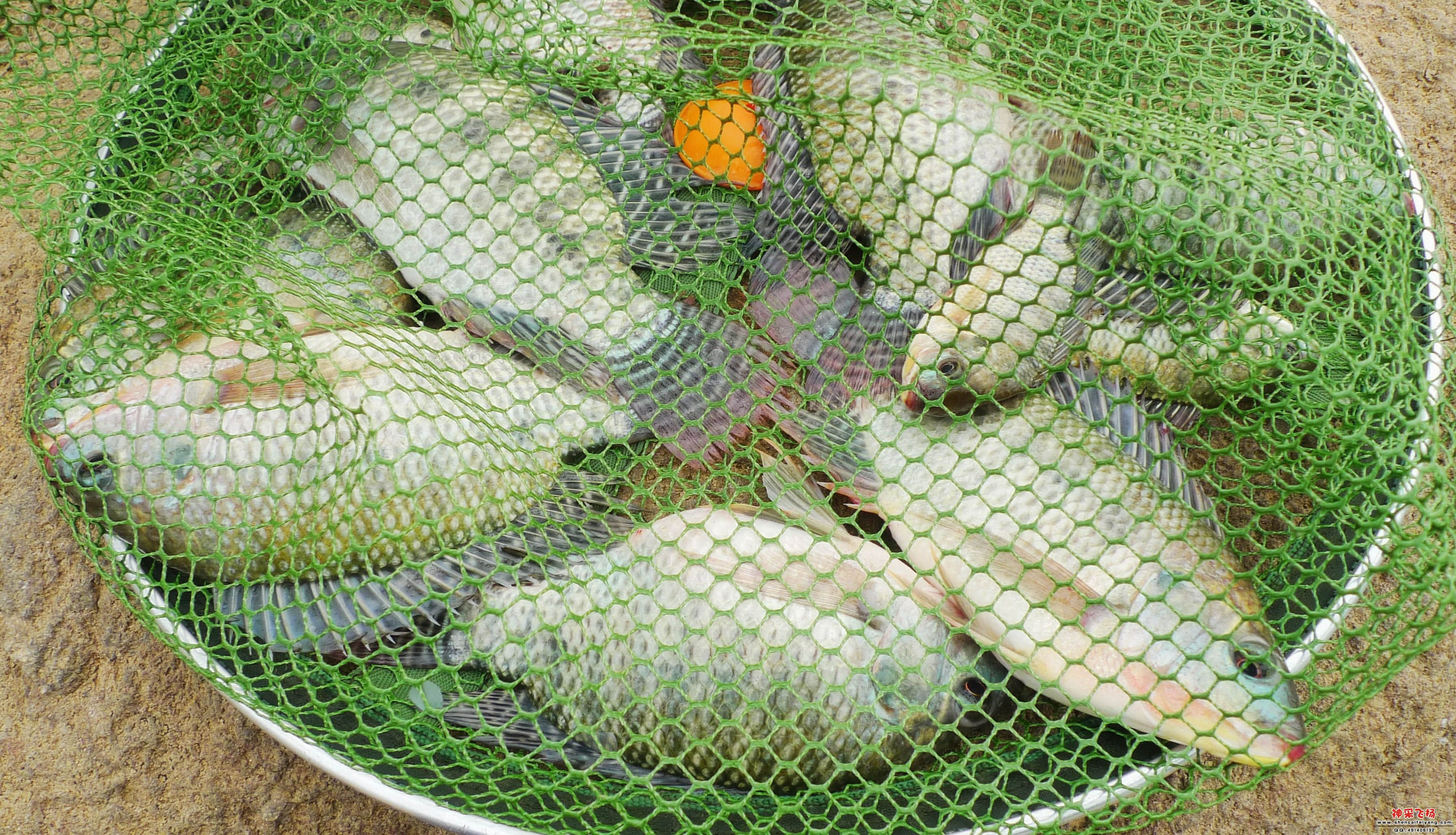 P1020621_conew1.jpg