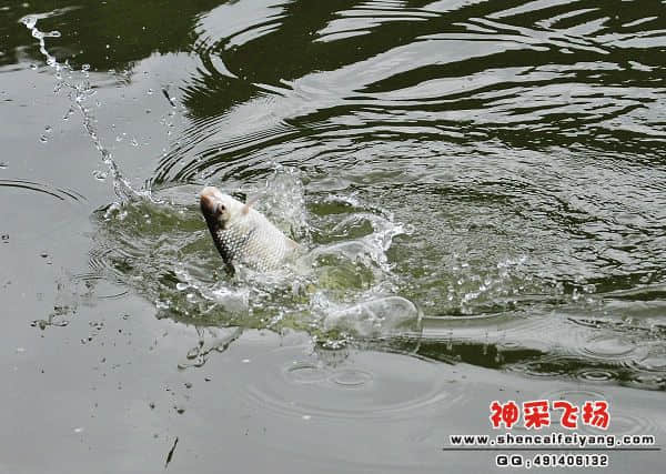 照片 781.jpg