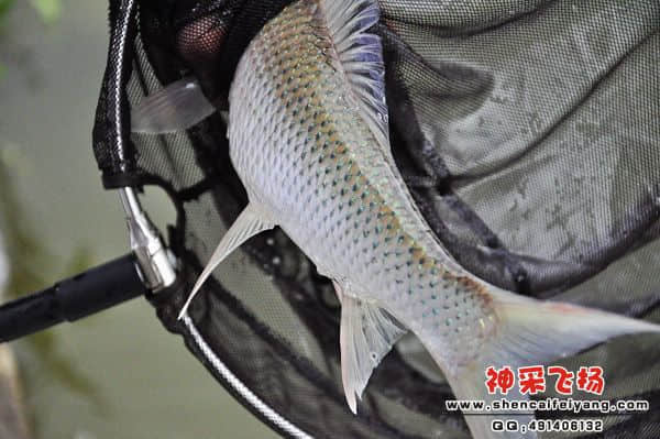 照片 798.jpg