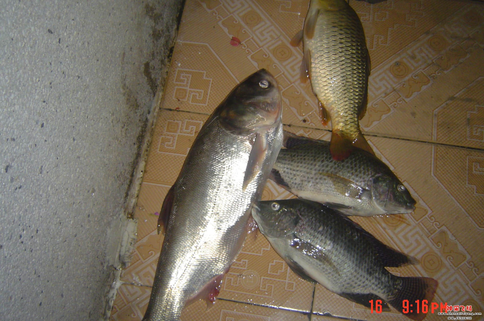 DSC07210.JPG