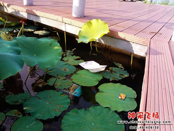 IMG_20120629_173310.jpg