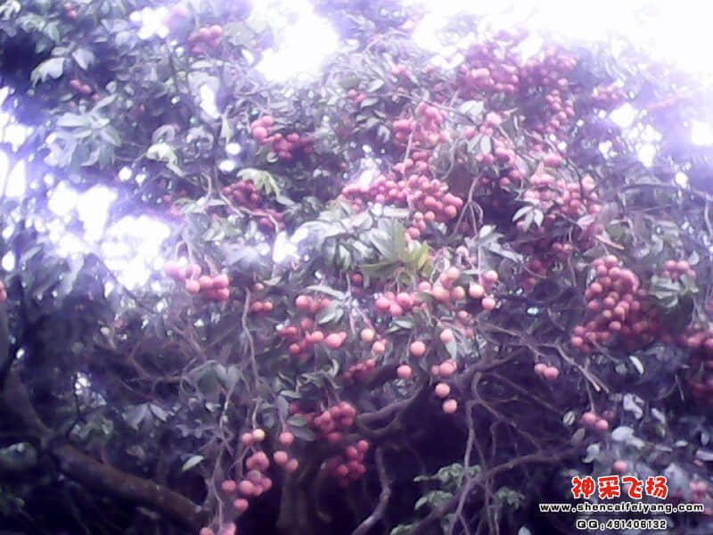 IMG0111A.jpg