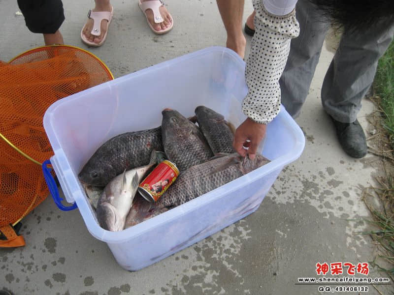 全场瞩目的鱼获