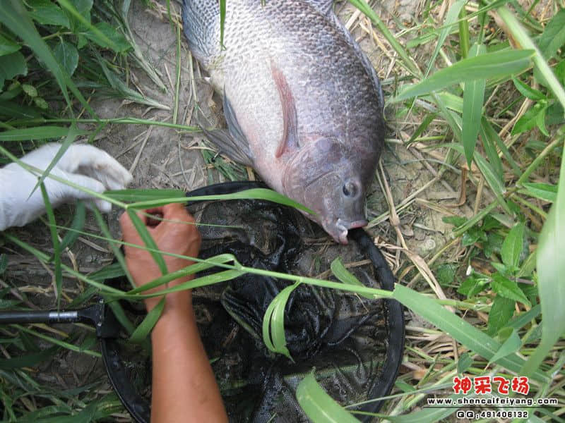 手下留情，长这身肉不容易
