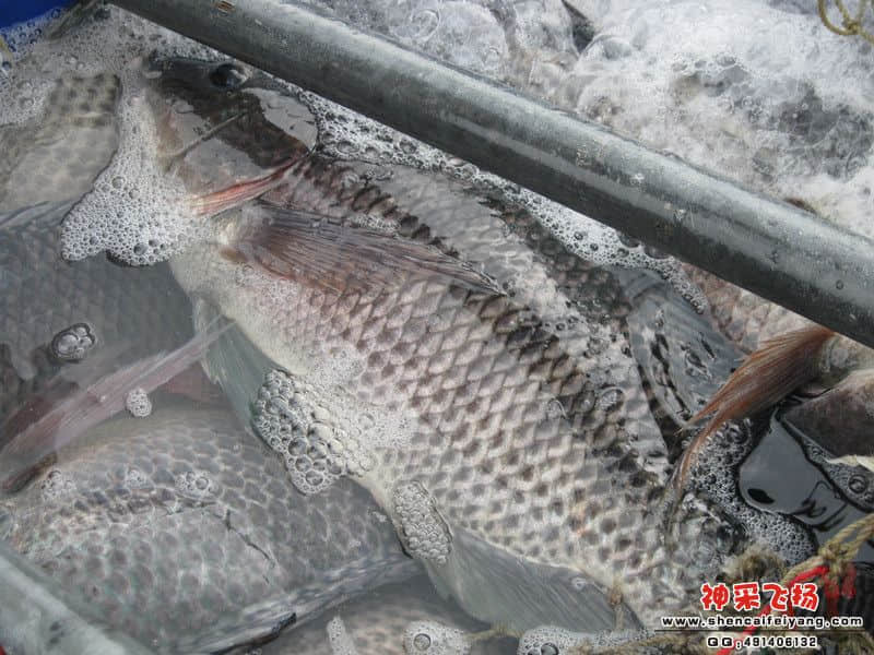 满满的大非.jpg