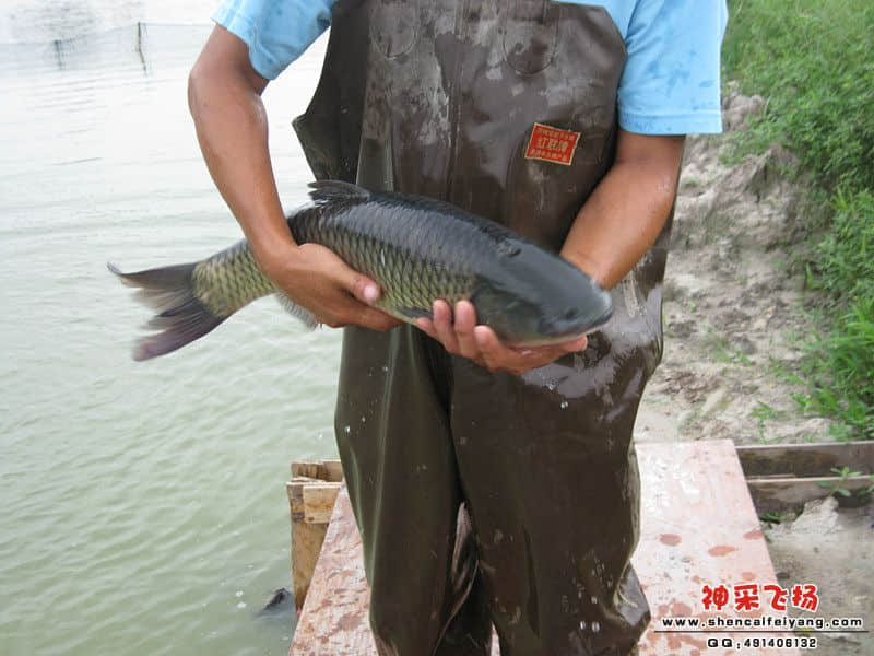 沉甸甸的大鲩.jpg
