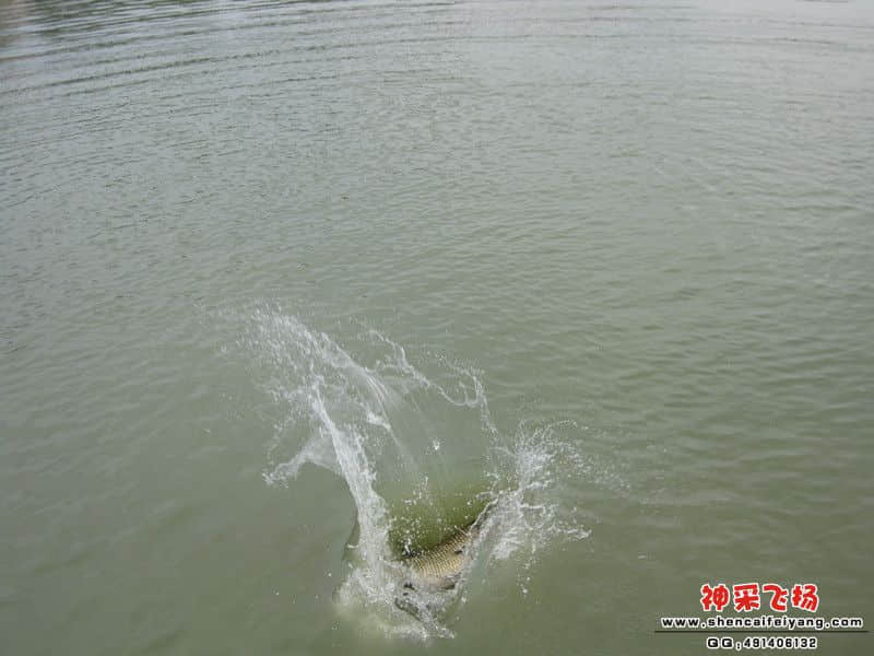 大鲩入塘全照.jpg