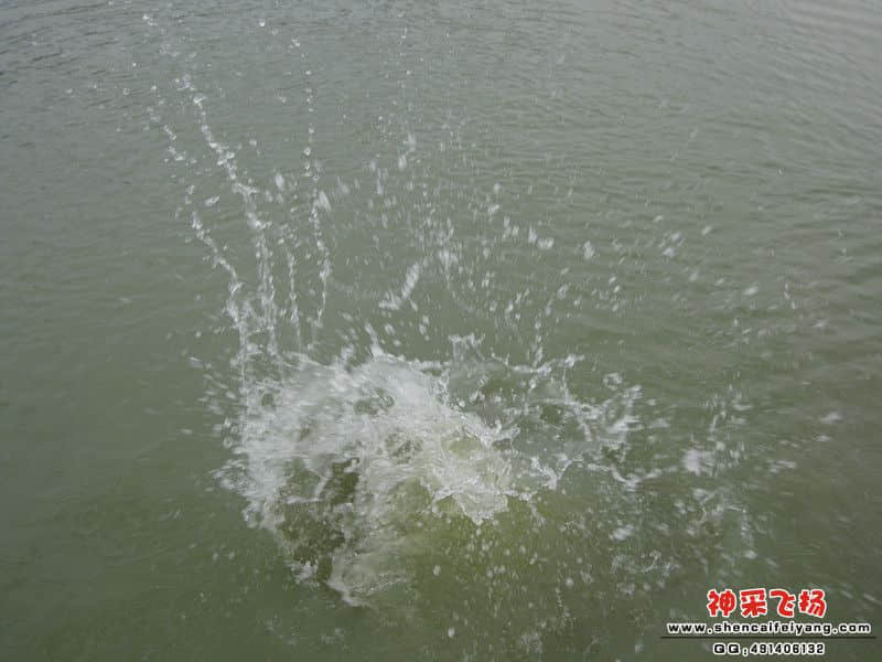 被投入塘入引起水花可不小啊.jpg