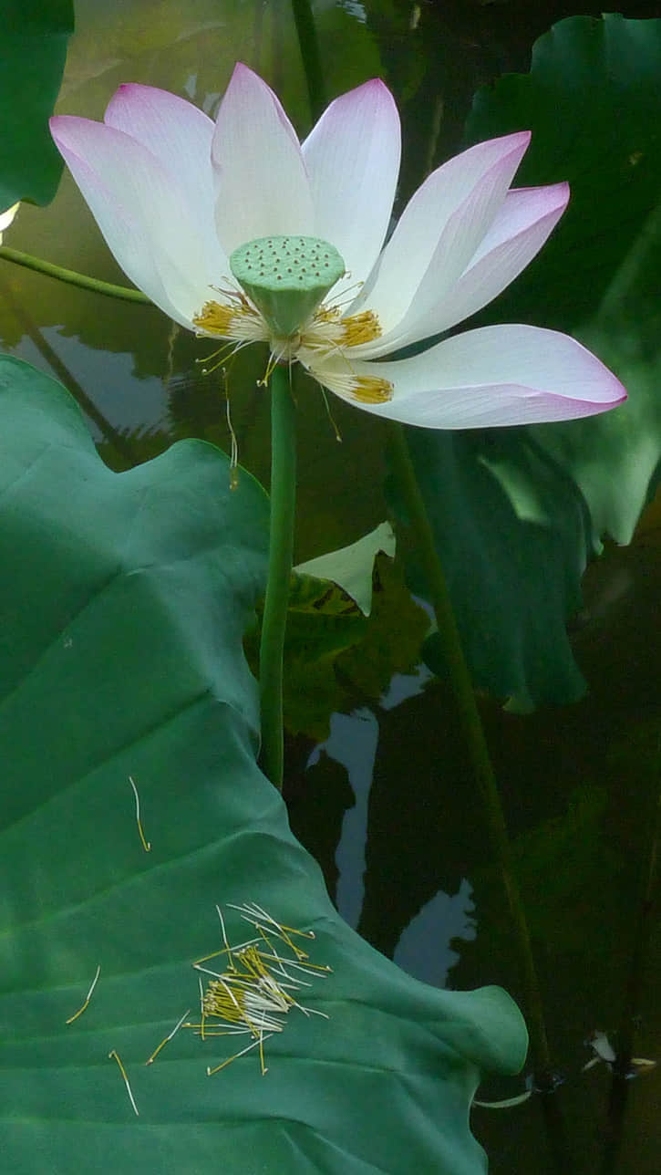 06瓣落蕊下.jpg