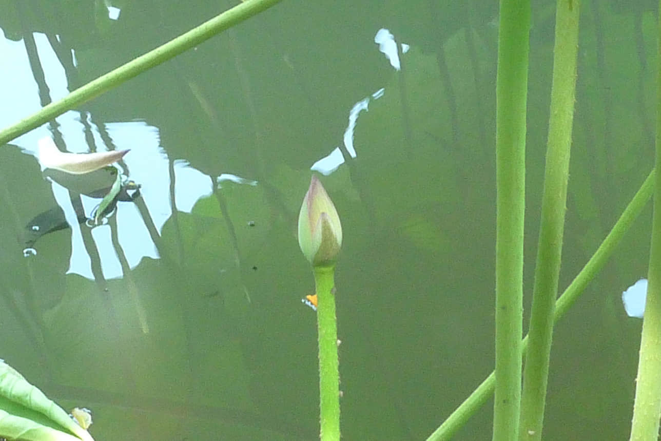 01花蕾初成.jpg