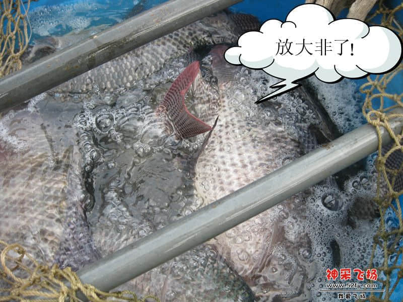 运输中-放大非了！.jpg