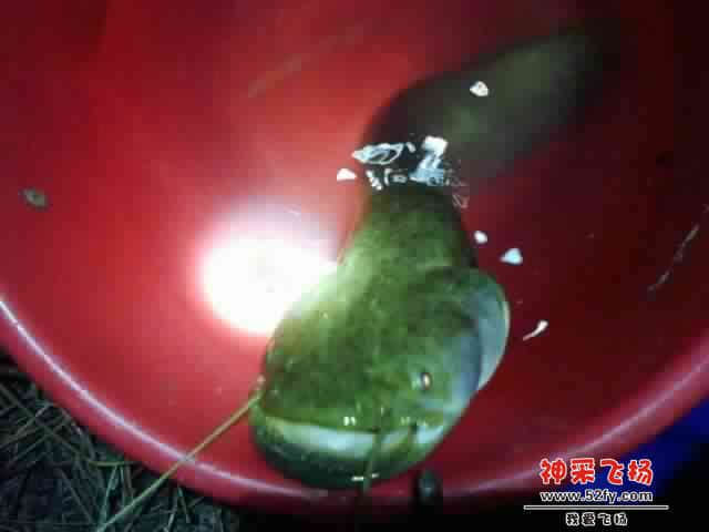 8点3起了一条大口鲶，4斤度