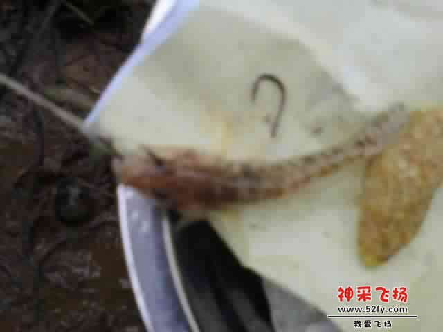 有没人知道呢条系乜野鱼