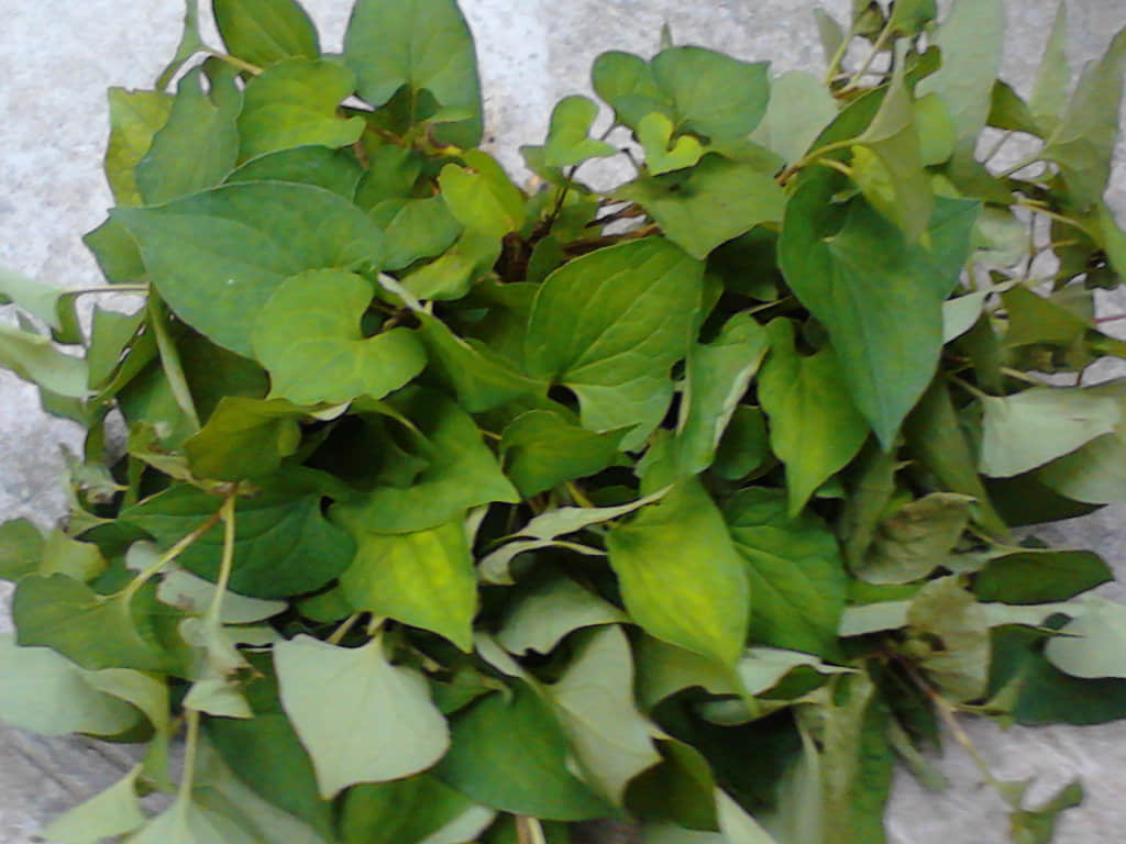 IMG_20120825_095228.jpg