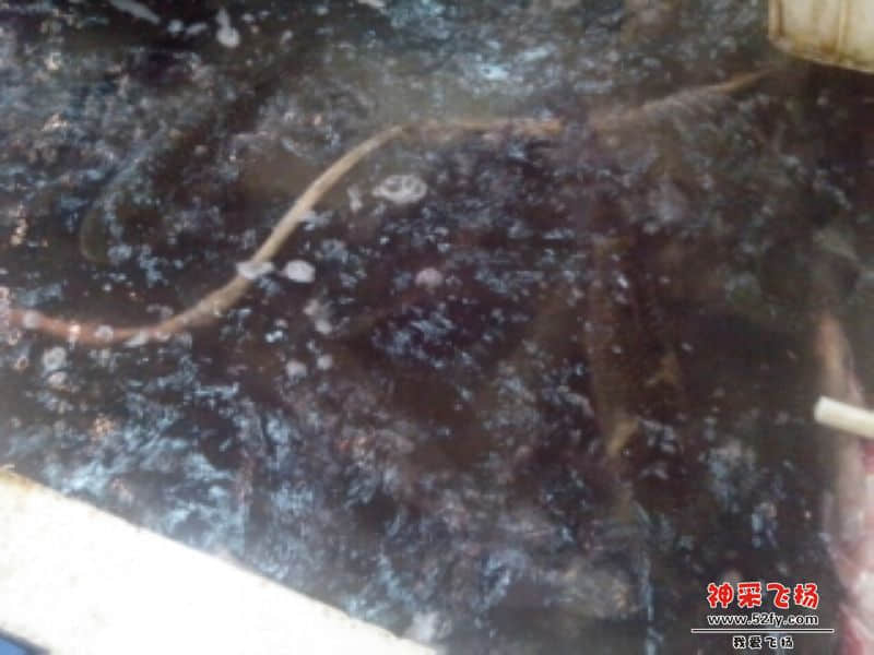 海鲩