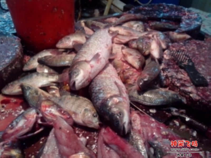 现成净鱼