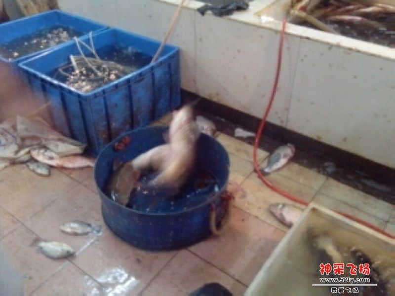 鲩鱼