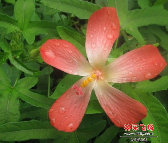 人参花4.jpg