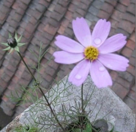 紫色格桑花.jpg