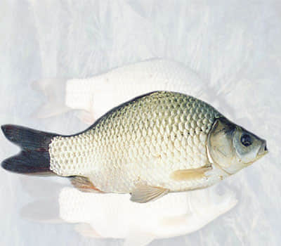 高背鲫.jpg